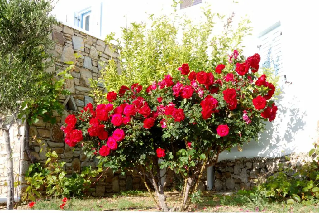 How Long Do Rose Bushes Live