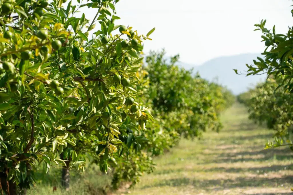 How many avocado trees in one-acre land