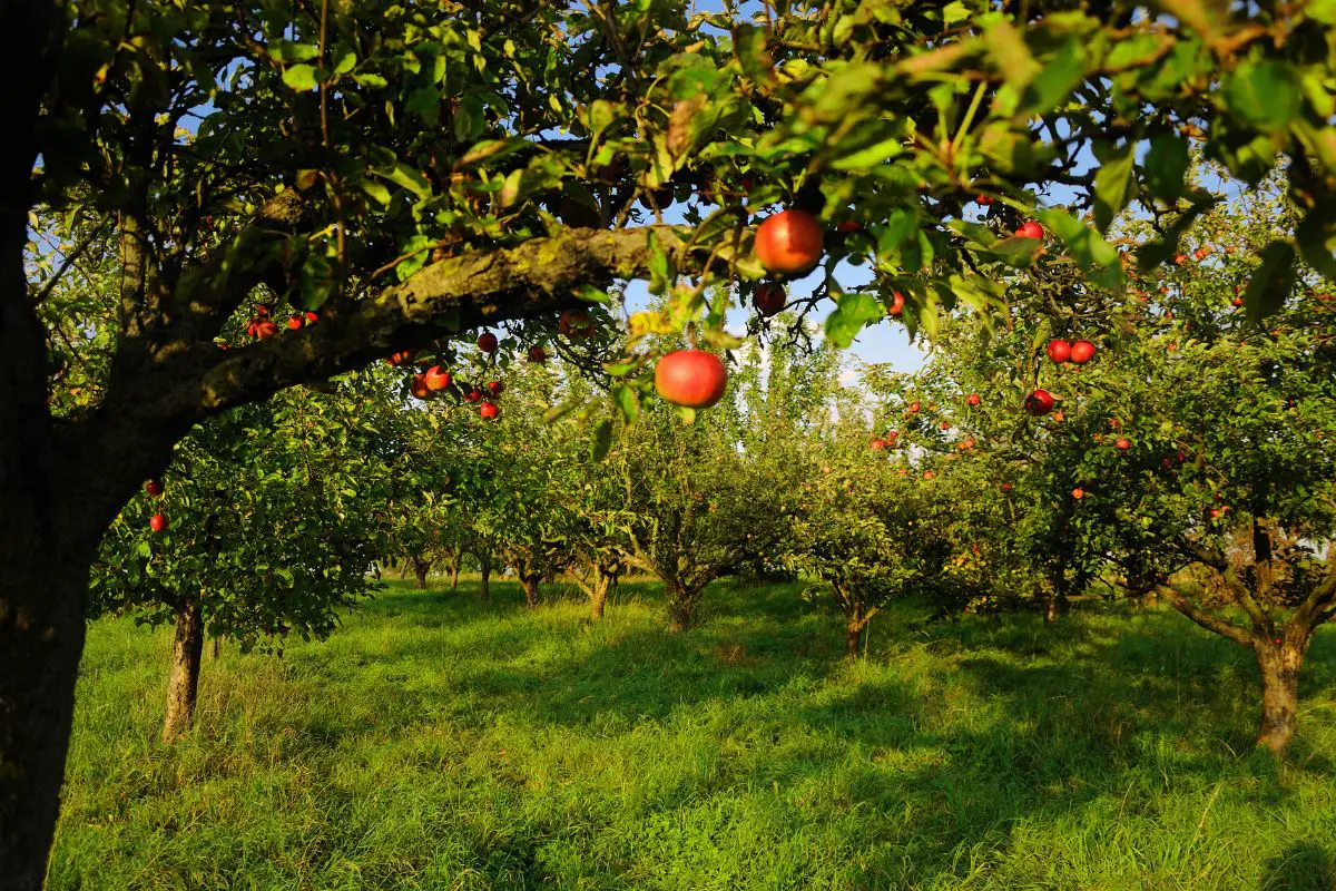 how-long-does-an-apple-tree-live-gardening-yards