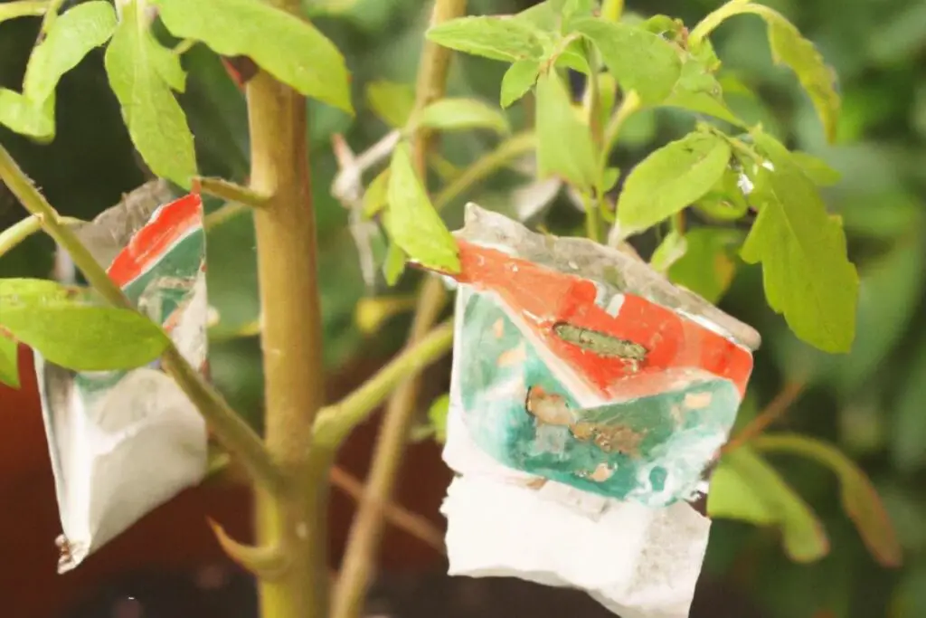 Are Tea Bags Good For Tomato Plants? Gardening Yards