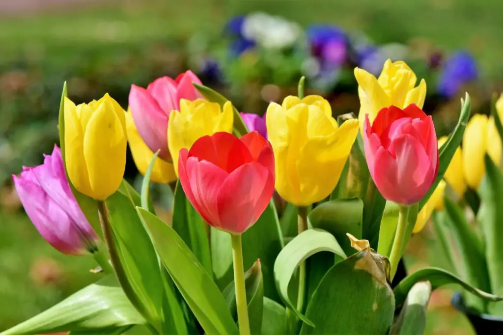 uses of Tulip Flower